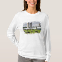 Dairy cows and farm near Taylor County