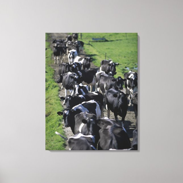Dairy cows awaiting milking canvas print (Front)