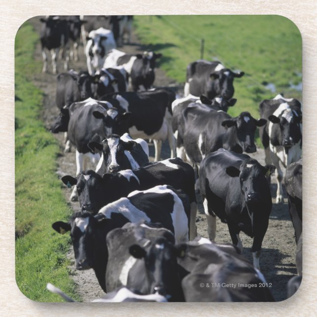Dairy cows awaiting milking coaster (Front)