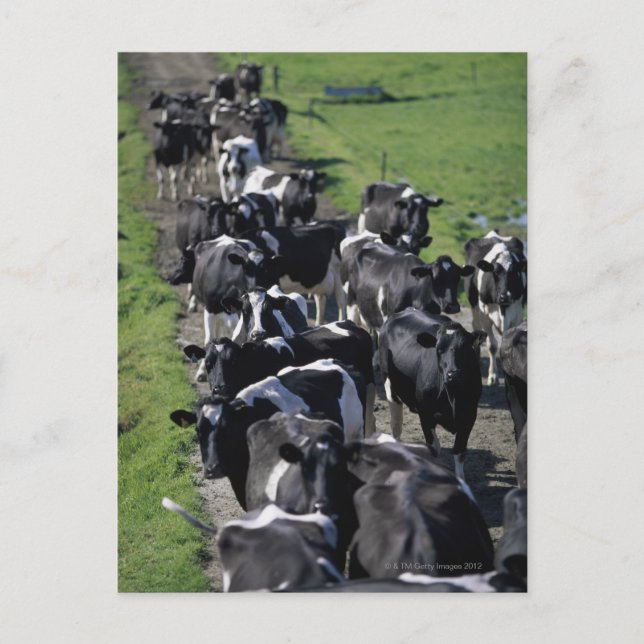Dairy cows awaiting milking postcard (Front)