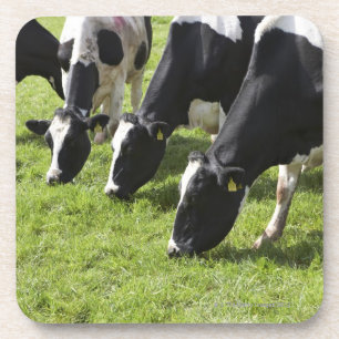 Dairy cows grazing in pasture coaster