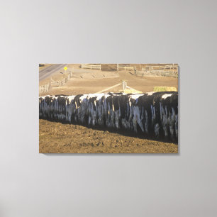 'Dairy farm at feeding time, Point Reyes, CA' Canvas Print