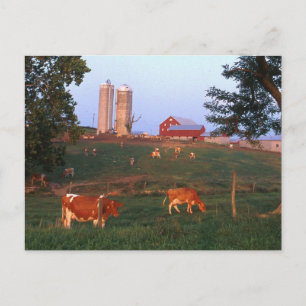 Dairy Farm Postcard
