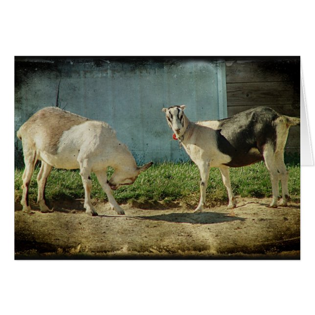 Dairy Goats (Front Horizontal)