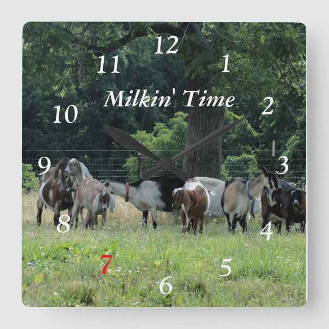 Dairy Goats Clock- customise-choose size Square Wall Clock (Front)
