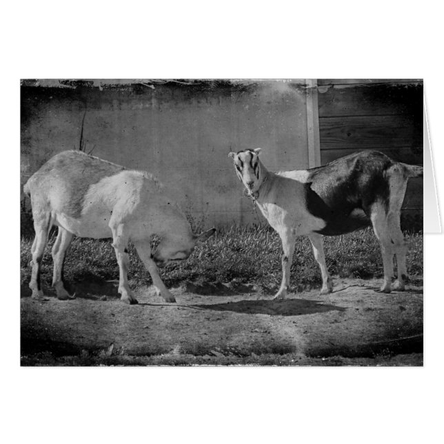 Dairy Goats in black and white (Front Horizontal)