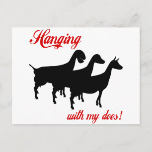 Dairy Goats Postcard