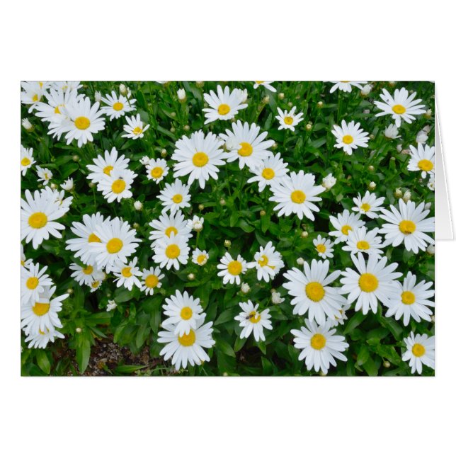 Daisies (Front Horizontal)