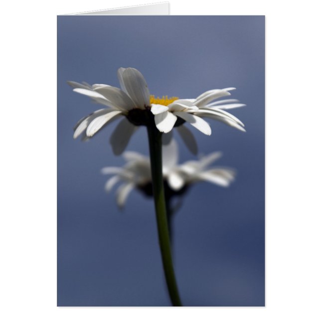 Daisies (Front)