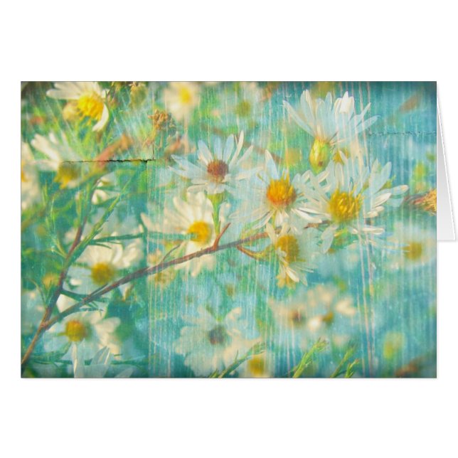 Daisies (Front Horizontal)
