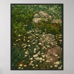 Daisies - Adirondack Mountain Wild Flowers Poster