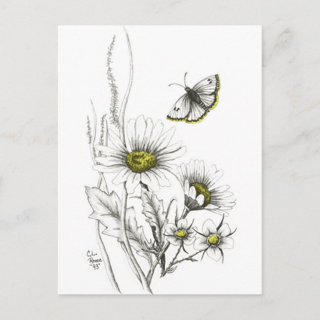 Daisies and Butterfly Postcard (Front)