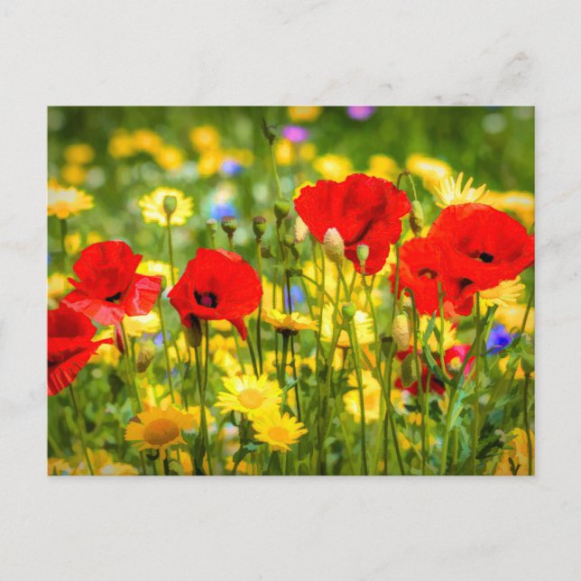 Daisies And Poppies Art Postcard (Front)