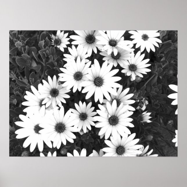 Daisies Black and White Print (Front)