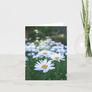 Daisies, Blank Card