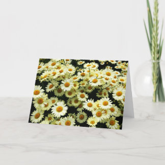 Daisies blank greetings card