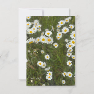 Daisies Card