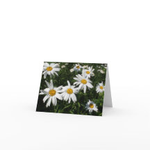 Daisies Card