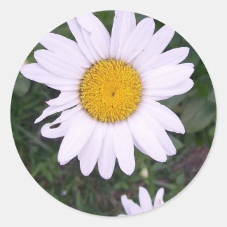 Daisies Classic Round Sticker
