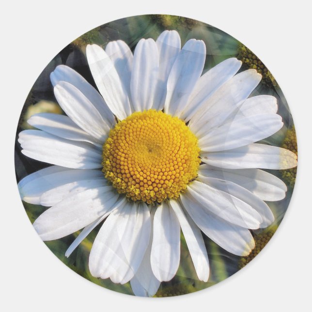 DAISIES CLASSIC ROUND STICKER (Front)