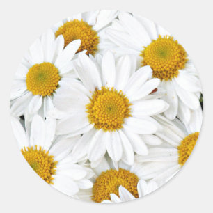 Daisies Classic Round Sticker
