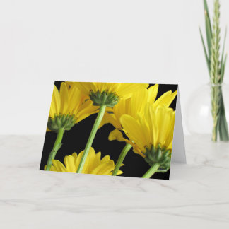 Daisies Closeup Card