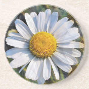 DAISIES COASTER