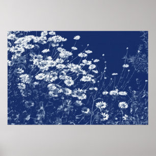 Daisies - Cyanotype Effect Poster