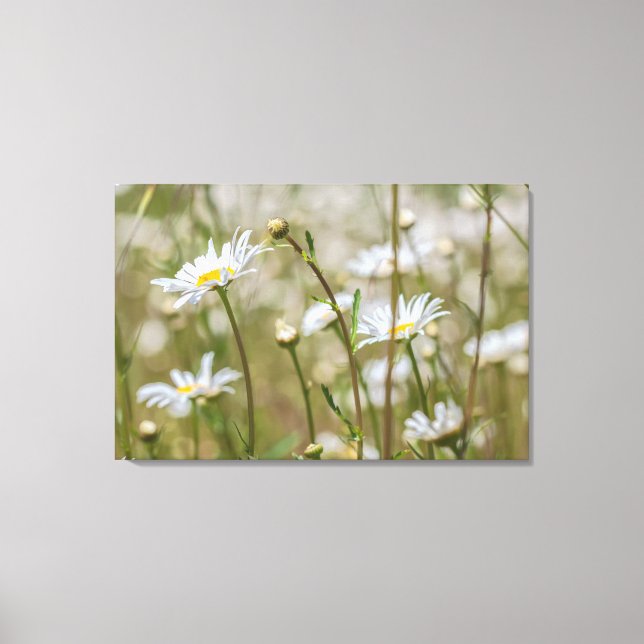 Daisies Field Canvas Print (Front)