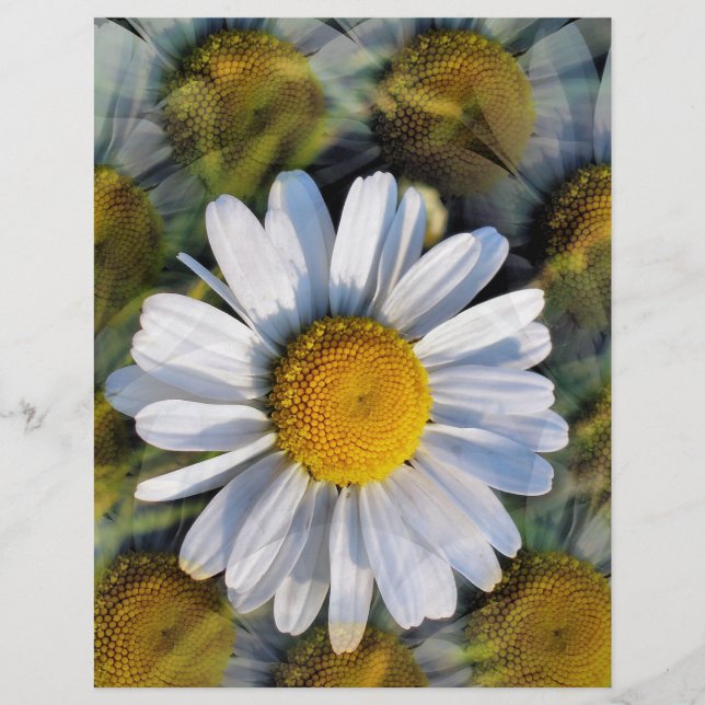 DAISIES FLYER (Front)