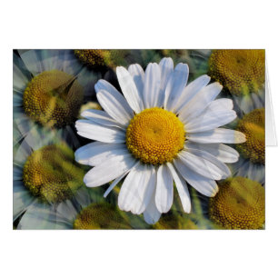 DAISIES Greetings Card