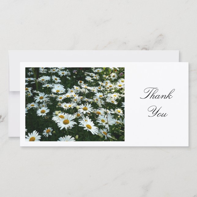 Daisies II - Thank You (Front)