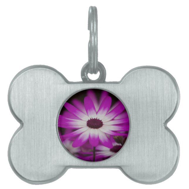 daisies in spring pet name tag (Front)