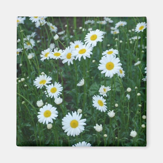 Daisies Magnet (Front)