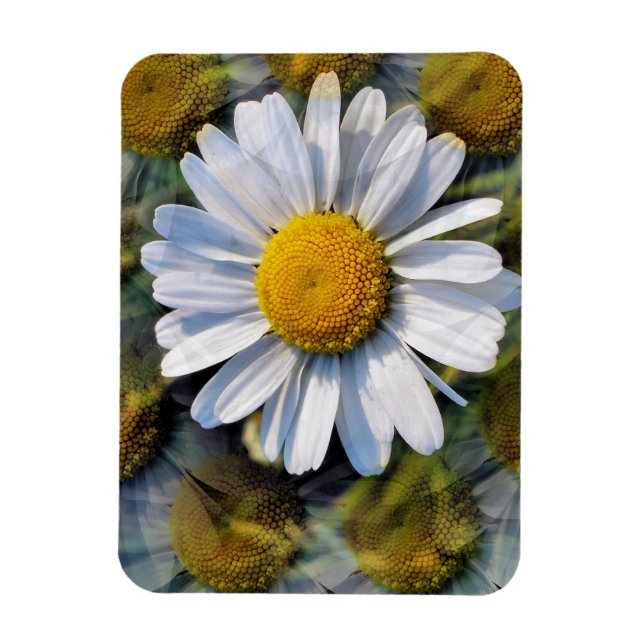 DAISIES MAGNET (Vertical)