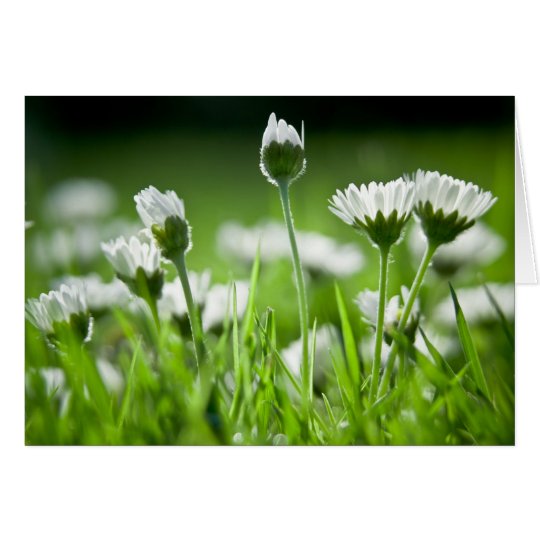 Daisies Note Card
