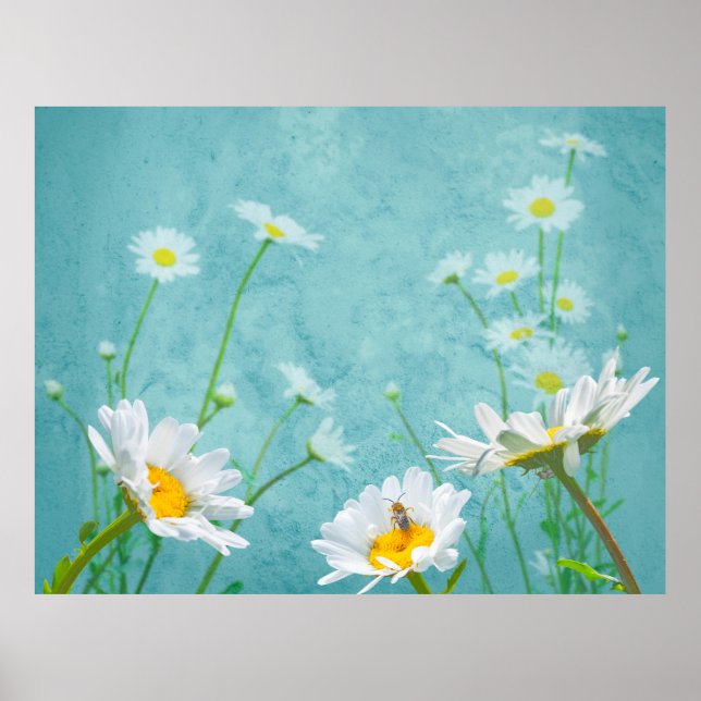 Daisies on a blue background poster (Front)