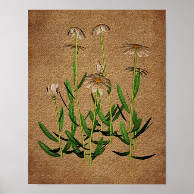 Daisies On Aged Paper Floral Art Poster (Front)