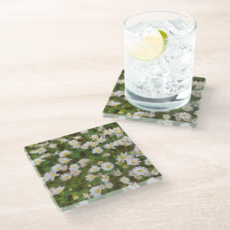 Daisies Painted In An Impressionist Style Glass Coaster