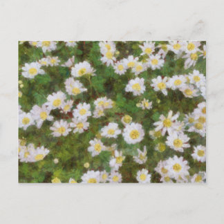 Daisies Painted In An Impressionist Style Postcard