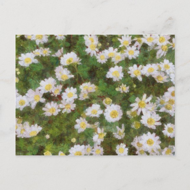Daisies Painted In An Impressionist Style Postcard (Front)
