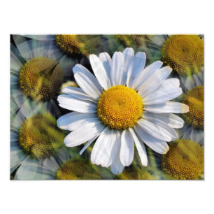 DAISIES PHOTO PRINT