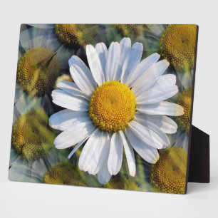 DAISIES PLAQUE