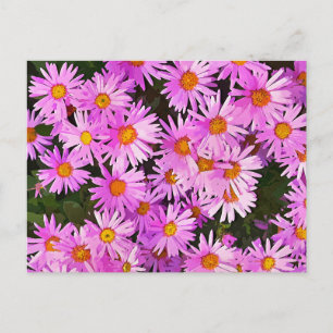 DAISIES POSTCARD