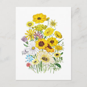 Daisies Postcard