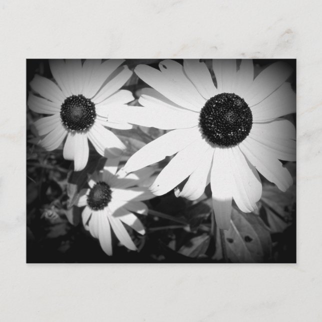 Daisies Postcard (Front)