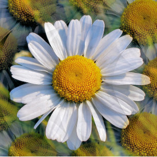 DAISIES POSTCARD
