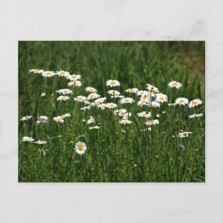 Daisies Postcard
