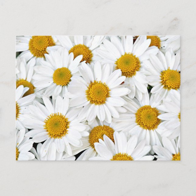 Daisies Postcard (Front)