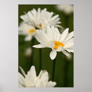 Daisies Poster